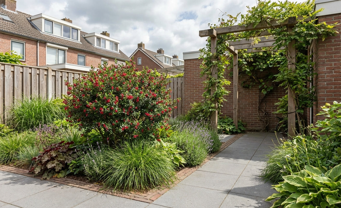 Escallania (Escallonia 'Red Dream') - Heesters