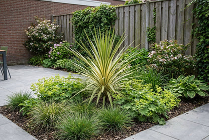 Cordyline (Cordyline australis 'Torbay Dazzler') - Exotische planten