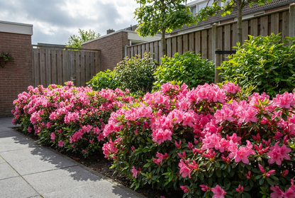 Rhododendron (Rhododendron (AJ) 'Anouk' ) - Rhododendron