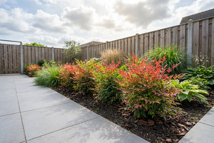 Hemelse bamboe (Nandina domestica Blush Pink ) - Groenblijvende struiken