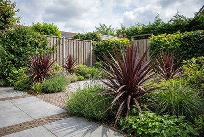 Cordyline (Cordyline Festival® Burgundy ) - Exotische planten