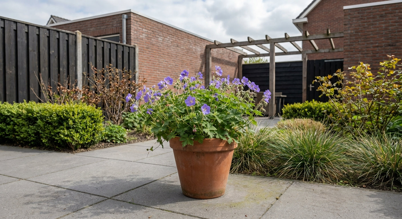 Ooievaarsbek (Geranium 'New Dimension') - Tuinplanten