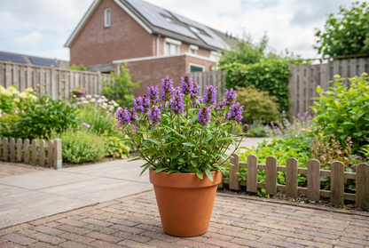 Bijenkorfje (Prunella grandiflora) - Tuinplanten