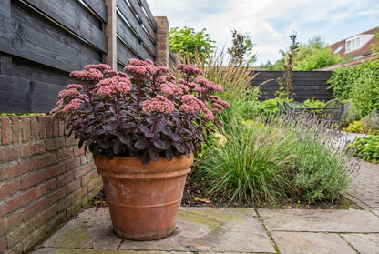 Vetkruid (Sedum hybride 'Karfunkelstein') - Tuinplanten