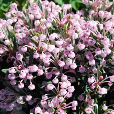 Bruyère lavande (Andromeda polifolia 'Compacta')