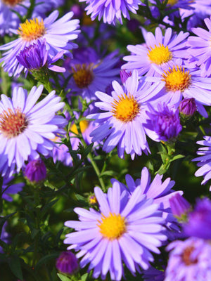 Herfstaster (Aster (D) 'Lady in Blue')