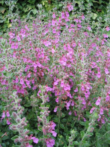 Gamander (Teucrium x. lucidrys) - Tuinplanten