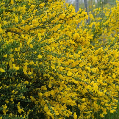Brem (Cytisus scoparius 'Vanesse')