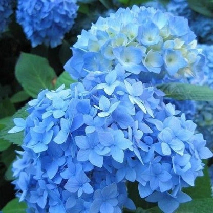 Hortensia (Hydrangea macrophylla ‘Nikko Blue’ ) - Hortensia