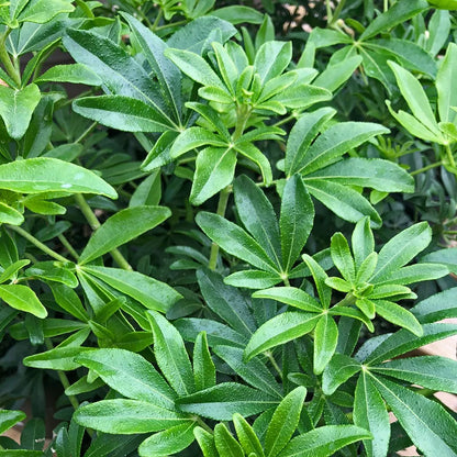 Choisya (Choisya Greenfingers) - Heesters