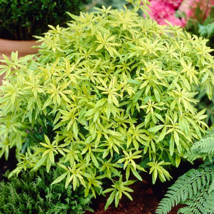 Choisya (Choisya ternata Goldfingers) - Heesters