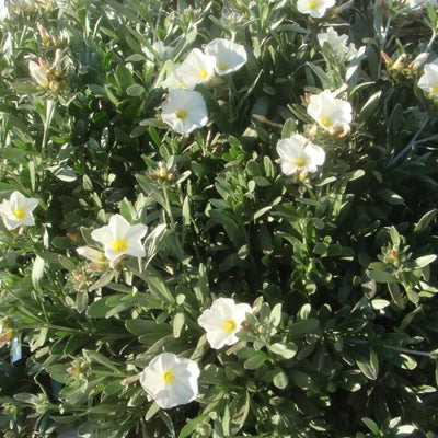 Zilverwinde (Convolvulus cneorum)