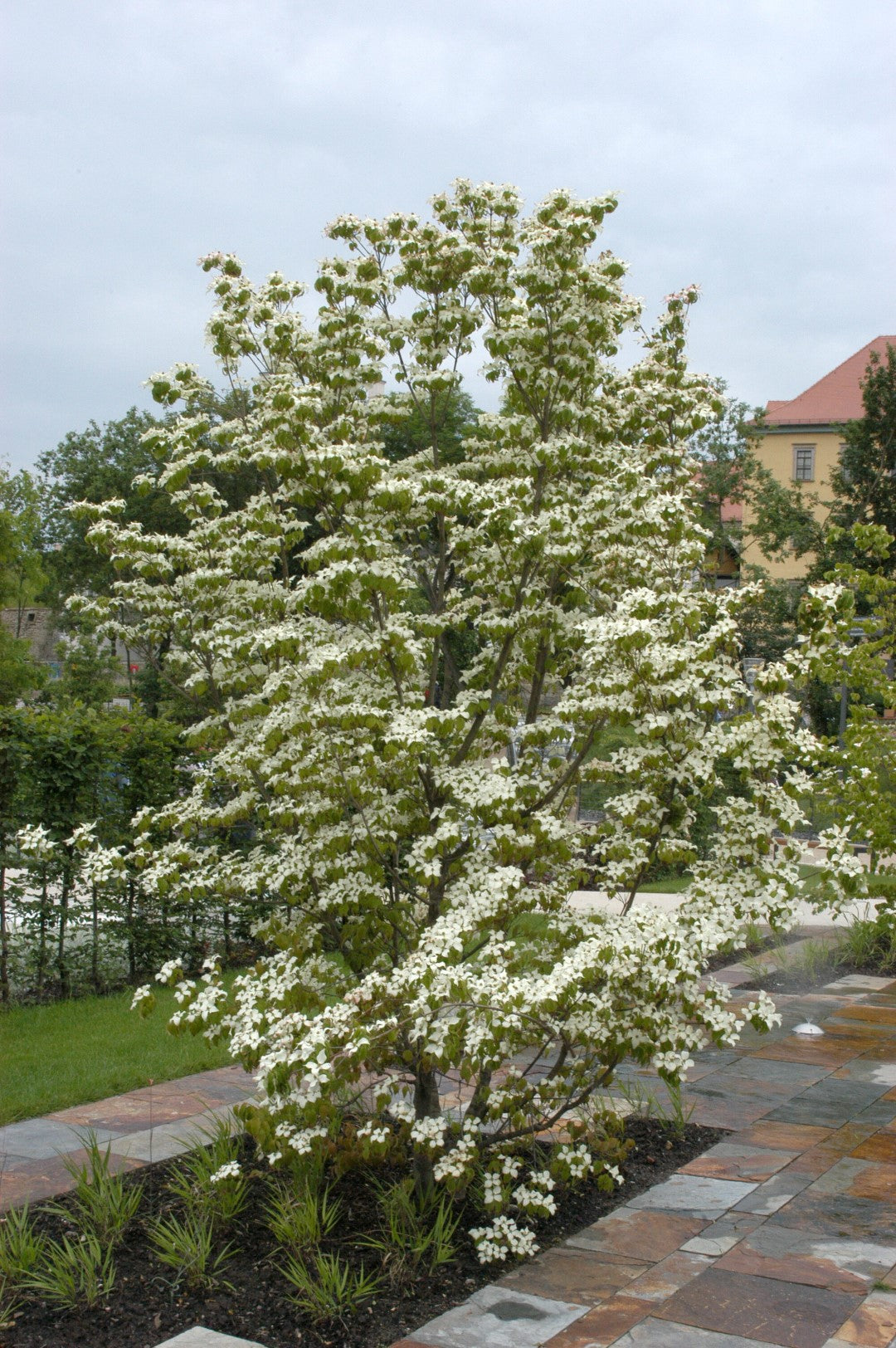 Kornoelje (Cornus kousa chinensis) - Heesters