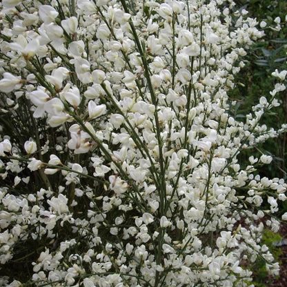 Brem (Cytisus praecox 'Albus') - Heesters
