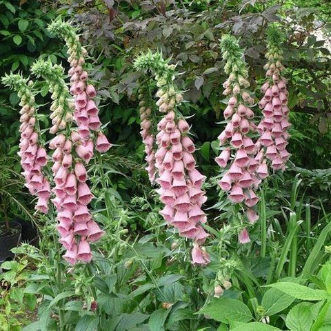 Vingerhoedskruid (Digitalis 'Mertonensis')