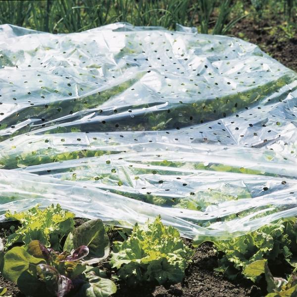 Geperforeerde Kweektunnelfolie transparant - Kweekbenodigdheden