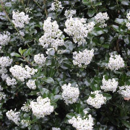 Escallania (Escallonia 'Iveyi') - Heesters