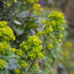 Amandelwolfsmelk (Euphorbia amygd. var. robbiae) - Tuinplanten