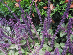 Basilicum (Ocimum basilicum 'Magic Mountain') - Tuinplanten