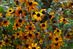 Zonnehoed (Rudbeckia triloba 'Prairie Glow') - Tuinplanten