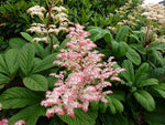 Schout-bij-nacht (Rodgersia pinnata) - Tuinplanten