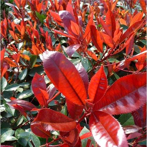 Glansmispel (Photinia fraseri ‘Carré Rouge’)