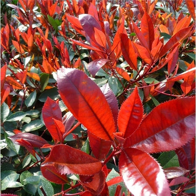 Glansmispel (Photinia fraseri ‘Carré Rouge’)