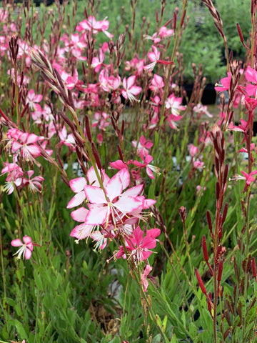 Prachtkaars (Gaura lindheimeri 'Grace') - Tuinplanten