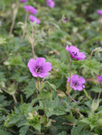 Ooievaarsbek (Geranium 'Pink Penny') - Tuinplanten