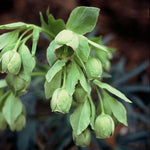 Nieskruid (Helleborus foetidus) - Tuinplanten