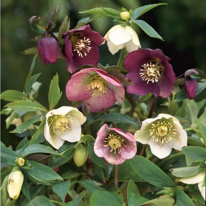 Kerstroos (Helleborus orientalis) - Tuinplanten