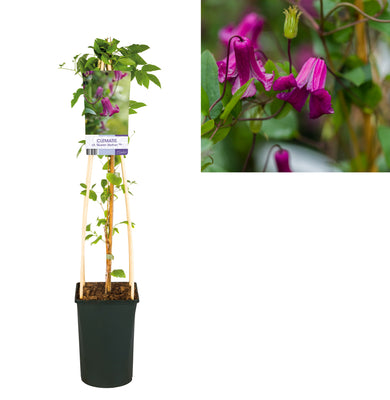 Klimplant Clematis vit. 'Queen Mother' PBR (Bosrank)
