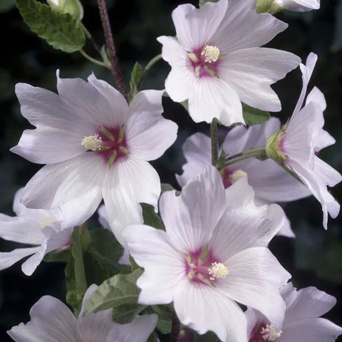 Lavatera (Lavatera 'Barnsley')