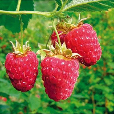 Klimplant Rubus idaeus 'Glen Ample' (Rode framboos)