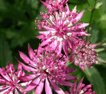 Zeeuws knoopje (Astrantia major 'Ruby Wedding') - Tuinplanten