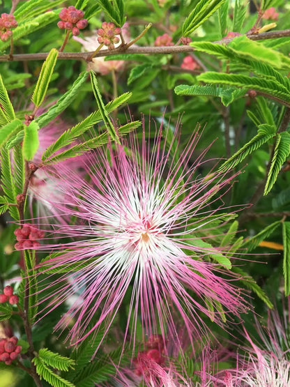 Surinaamse poederkwast (Calliandra surinamensis 'Dixie Pink') - Heesters