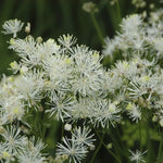 Ruit (Thalictrum 'Nimbus Alba') - Tuinplanten