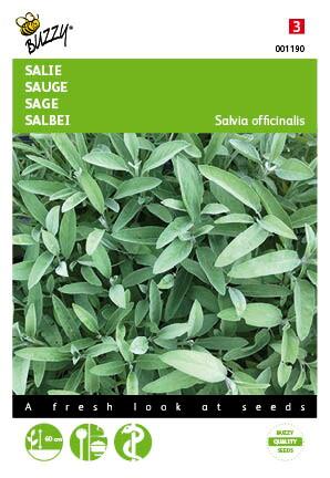 Salie - Zaden