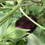 Aubergine Violetta Lunga 2 - Zaden