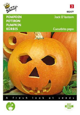 Pompoenen Jack O'Lantern (Cucub.Pepo)