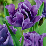 Tulipa Blue Parrot, Parkiet - 12 stuks - Bloembollen