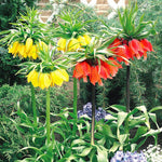 Fritillaria Imperialis Mixed - 3 stuks - Bloembollen