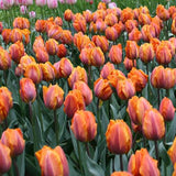 Tulipa Prinses Irene, Triumph - 20 stuks - Bloembollen