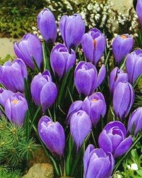 Crocus Grootbloemig, Blauw - 25 stuks - Bloembollen