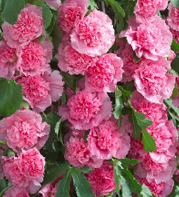 Stokroos (Alcea rosea 'Roseum') - Tuinplanten