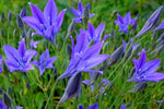 Brodiaea Fabiola - 100 stuks - Bloembollen