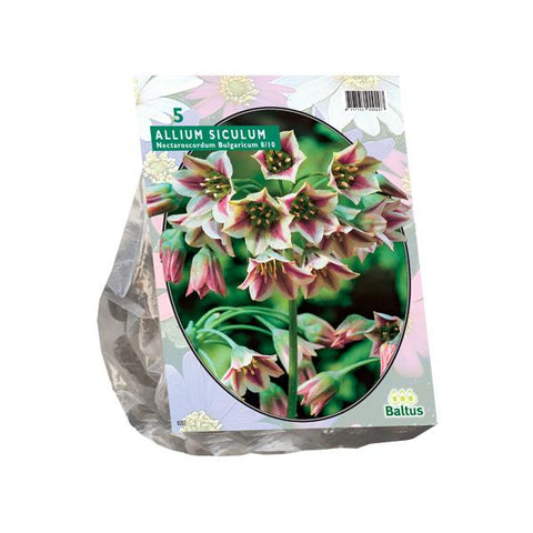 Allium Siculum Bulgaricum - 5 stuks