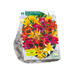 Tulipa Specie mix - 40 stuks - Bloembollen