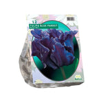 Tulipa Blue Parrot, Parkiet - 12 stuks - Bloembollen