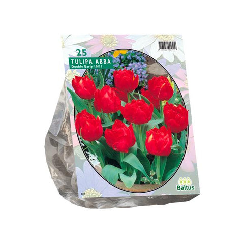 Tulipa Dubbel Vroeg Abba - 20 stuks - Bloembollen